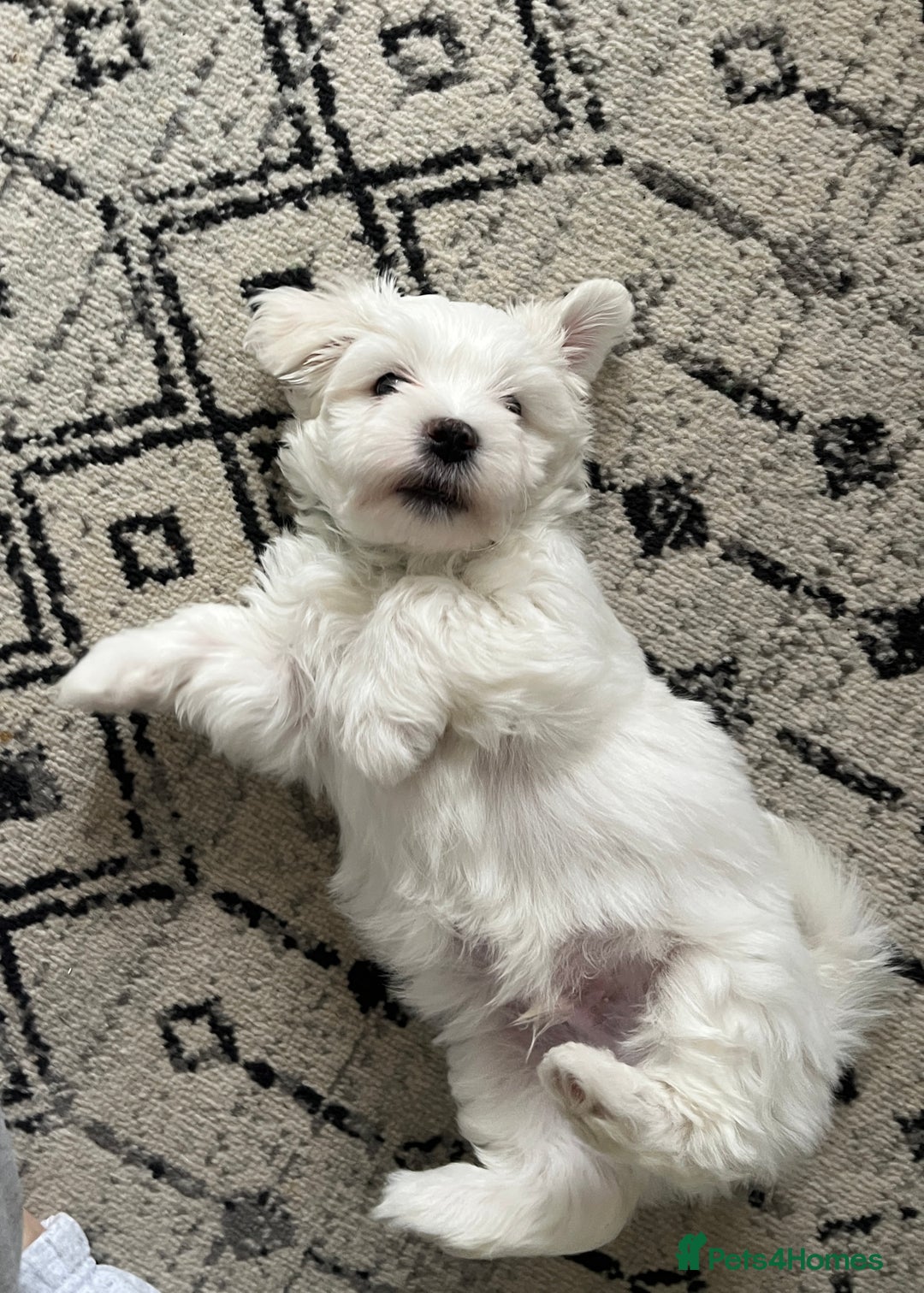 Maltese dogs for sale: Beautiful Maltese puppies  - Image 9