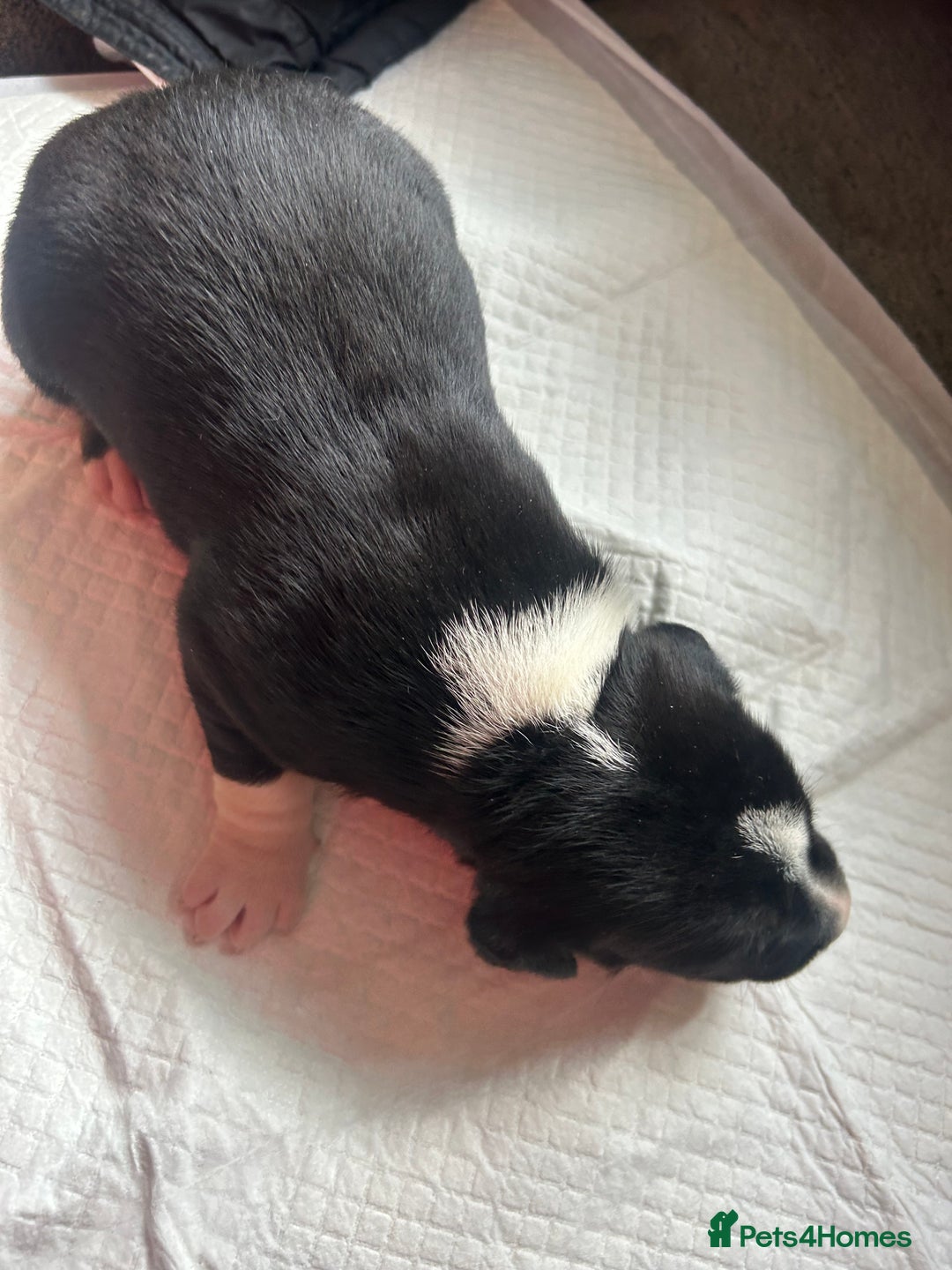 Mixed Breed dogs for sale: 🐾 11 Adorable Puppies From an Accidental Litter - Advert 3