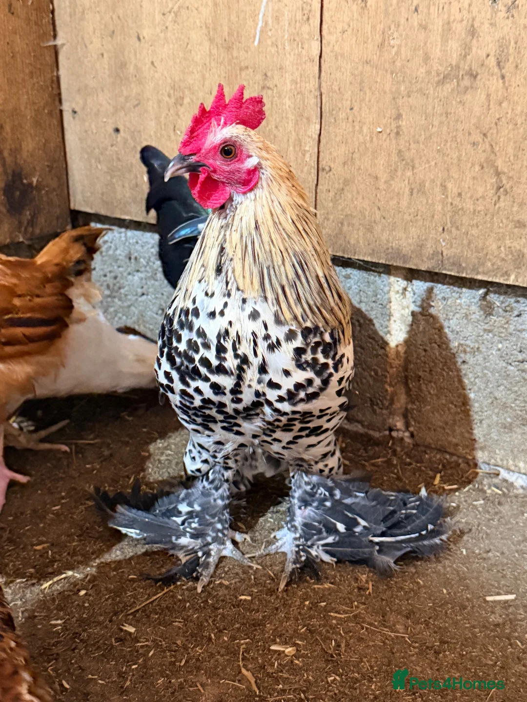 Chickens poultry for sale: LEMON SABLEPOOT MILLEFLEUR BOOTED BANTAM PAIR - Advert 1