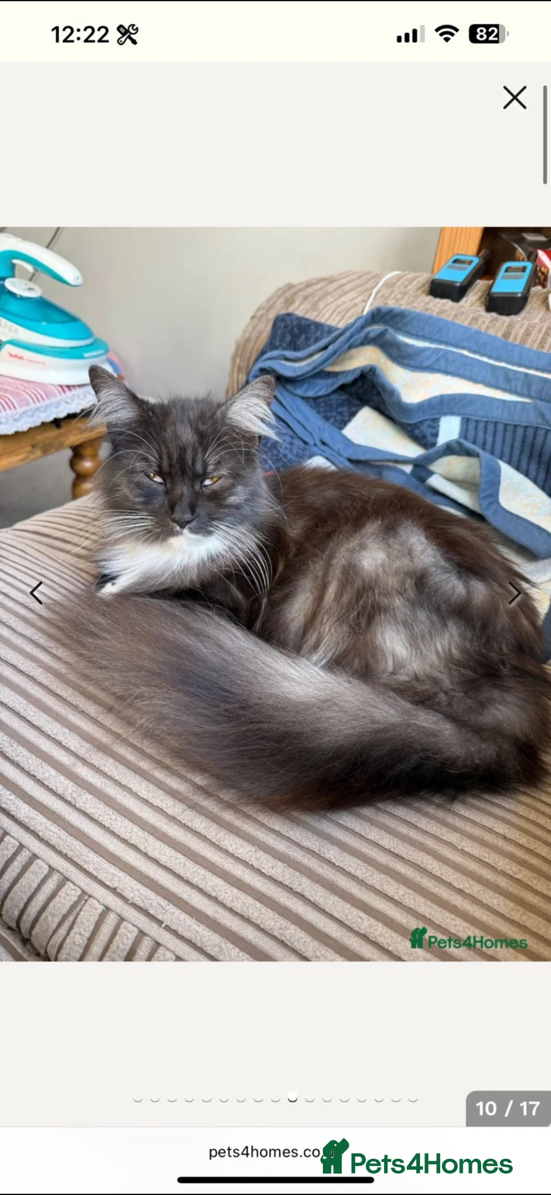 Mixed Breed cats for sale: New home needed - Advert 4
