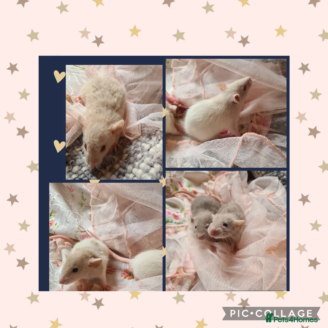 Rat rodents for sale: ***Stunning Tame and Loving Natured Baby Rats *** - Advert 2