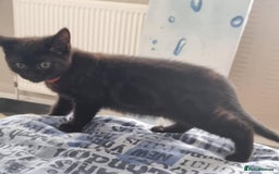 Mixed Breed cats for sale: Beautiful Mixed British Shorthair Kittens - Image 8