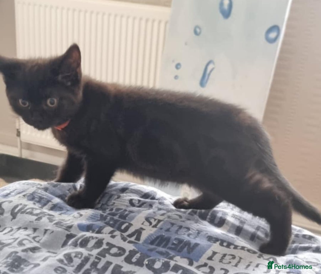 Mixed Breed cats for sale: Beautiful Mixed British Shorthair Kittens - Image 8