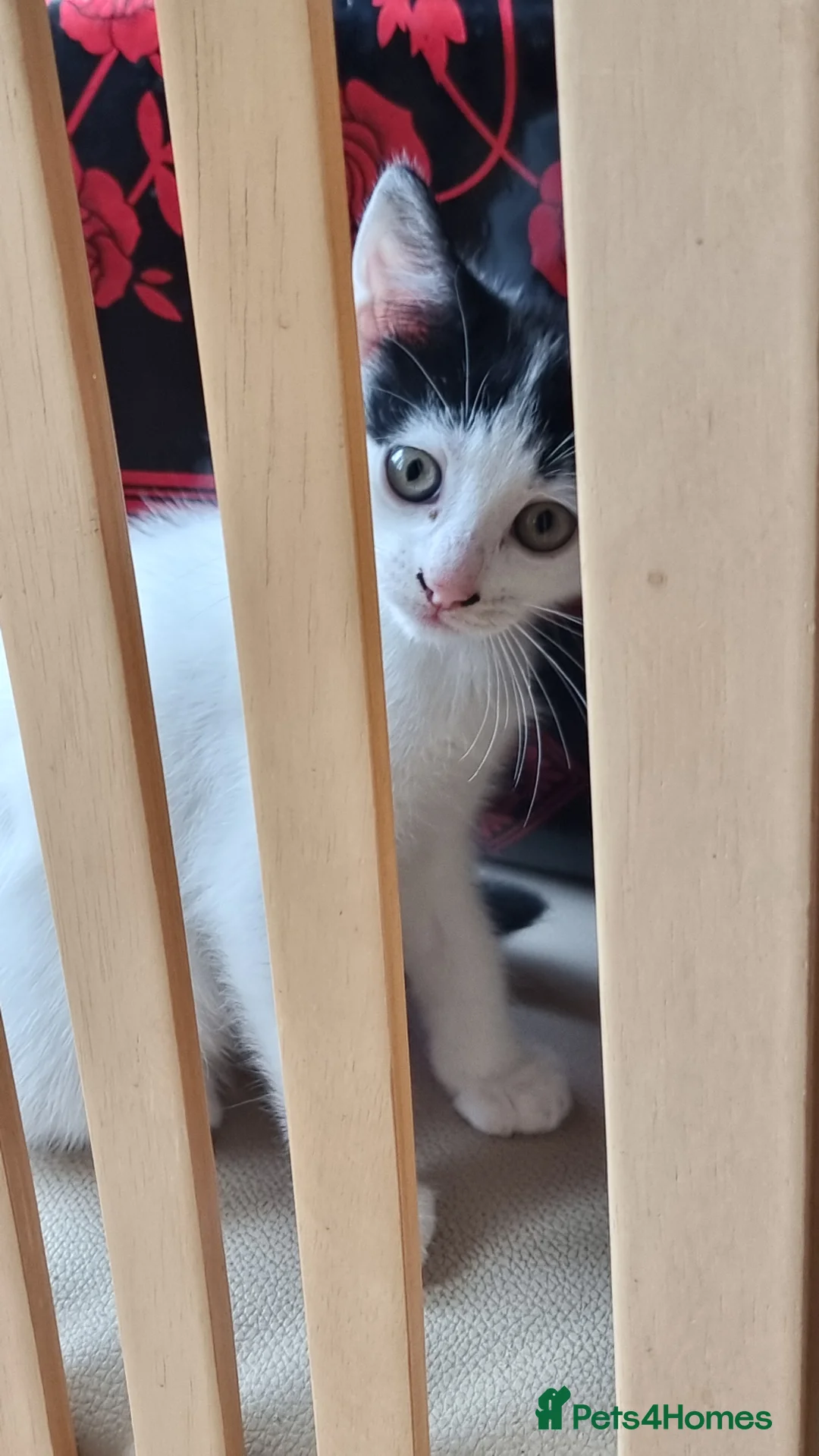 British Shorthair cats for sale: 2 Male Kittens For Sale in Manchester - Advert 2