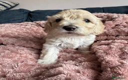 Cockapoo dogs for sale: Wonderful snuggle buddy  - Image 7