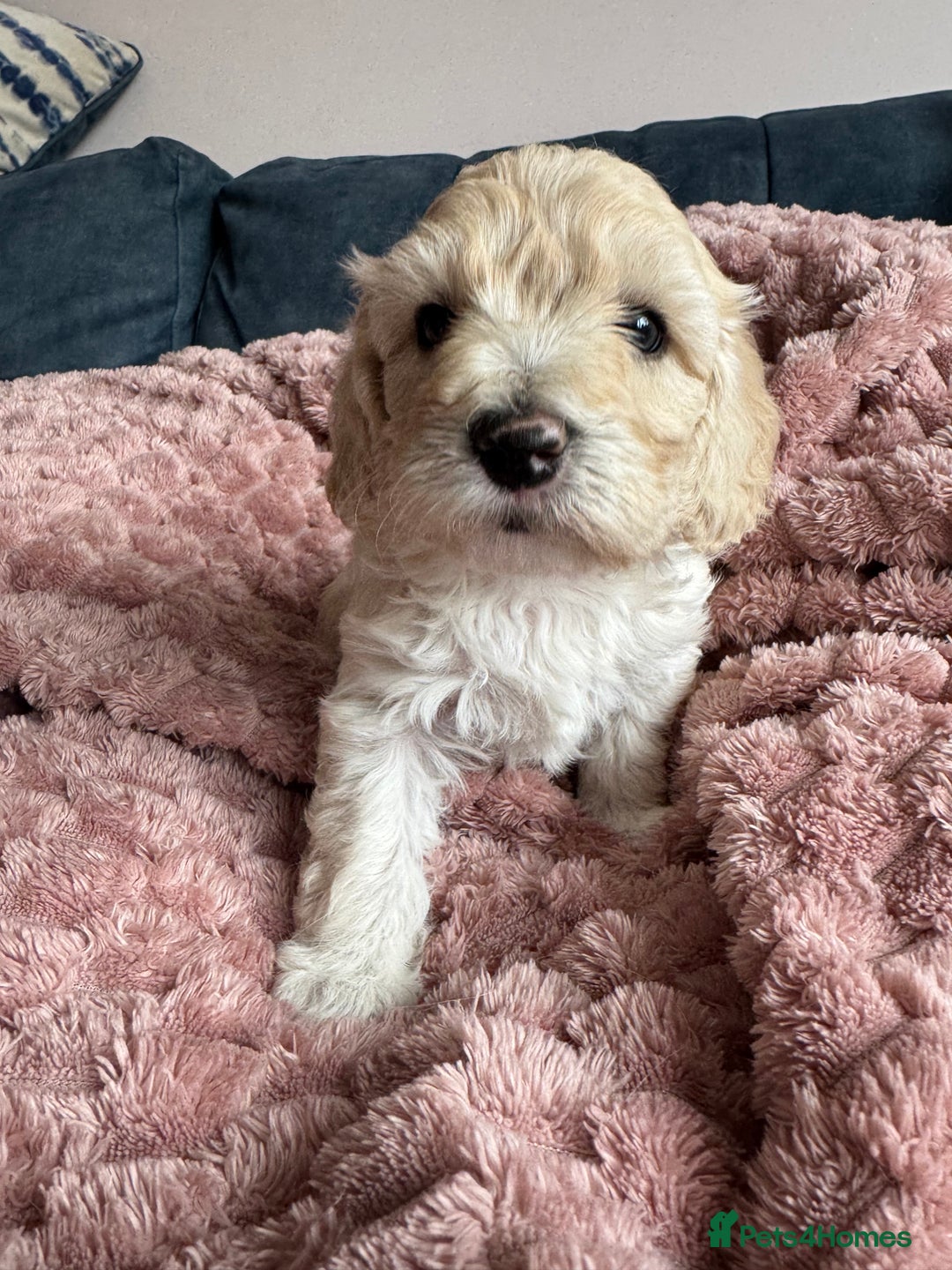 Cockapoo dogs for sale: Wonderful snuggle buddy  - Image 7