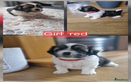 Mixed Breed dogs for sale:  Gorgeous Shih tzu poppies .🐶🐾 - Image 9