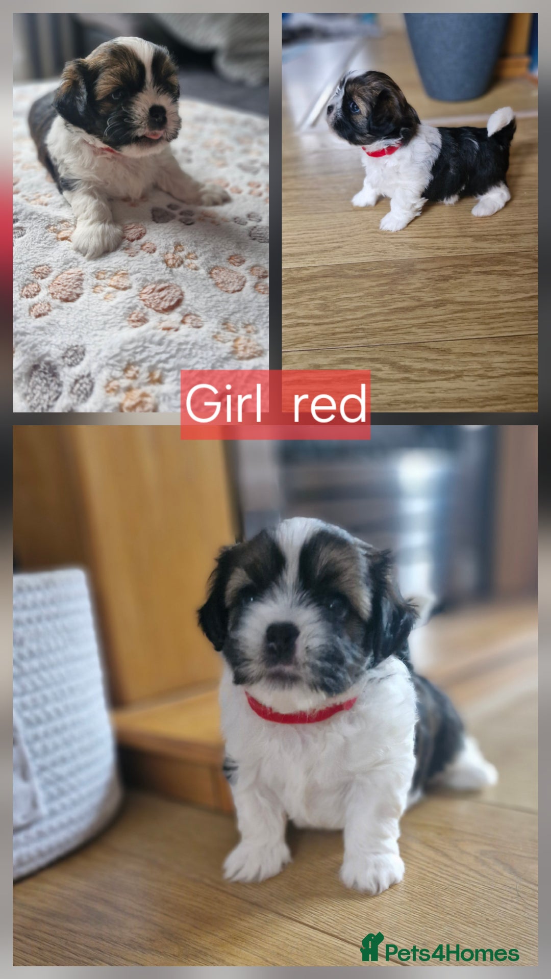 Mixed Breed dogs for sale:  Gorgeous Shih tzu poppies .🐶🐾 - Image 9