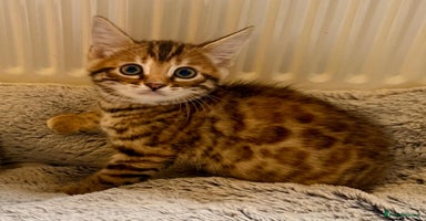 Bengal cats - Advert 9