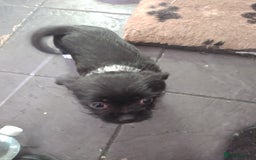 Mixed Breed dogs for sale: Chihuahua/lhaso apso pups long haired - Image 1