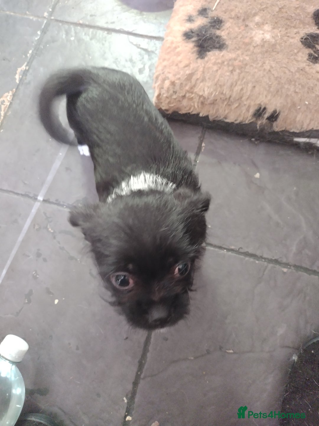 Mixed Breed dogs for sale: Chihuahua/lhaso apso pups long haired - Image 1