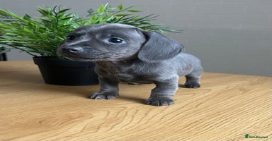 Miniature Dachshund dogs - Advert 5
