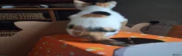 Domestic Shorthair cats for sale: 2 MALE AND 1 FEMALE 9 WEEK OLD KITTENS - Advert 10