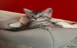 Maine Coon cats for sale: Ready Now Maine Coon kittens - Image 7