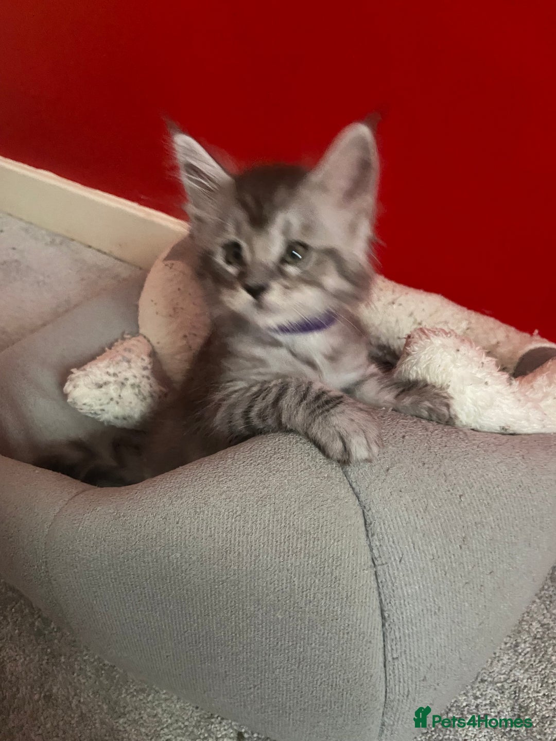 Maine Coon cats for sale: Ready Now Maine Coon kittens - Image 7