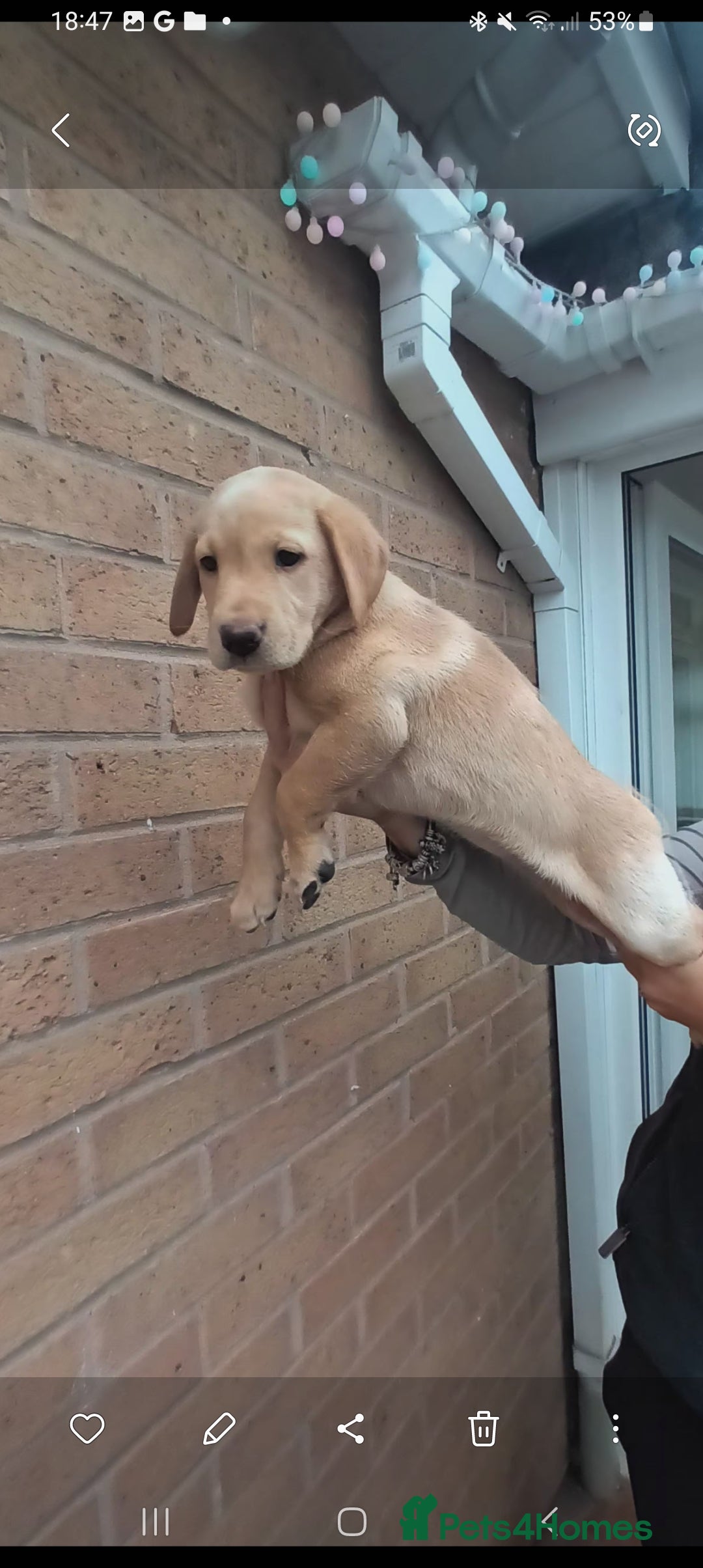 Labrador Retriever dogs for sale: X2 male x3 bitch lab pups  - Image 4