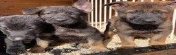 German Shepherd dogs for sale: Working Line German Shepherd Puppies - Cornwall in Hayle - Advert 25