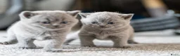 British Shorthair cats for sale: British Shorthair kittens ACTIVE/Non-active - Advert 6