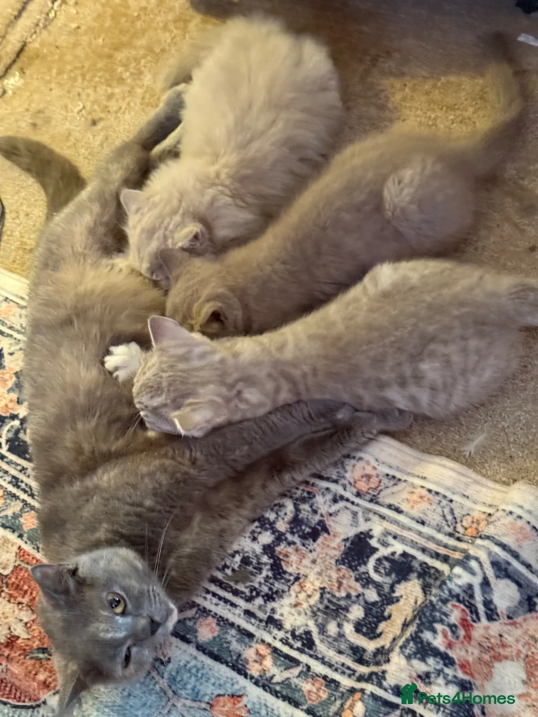 British Shorthair cats for sale: Pedigree GCCF kittens  - Advert 8