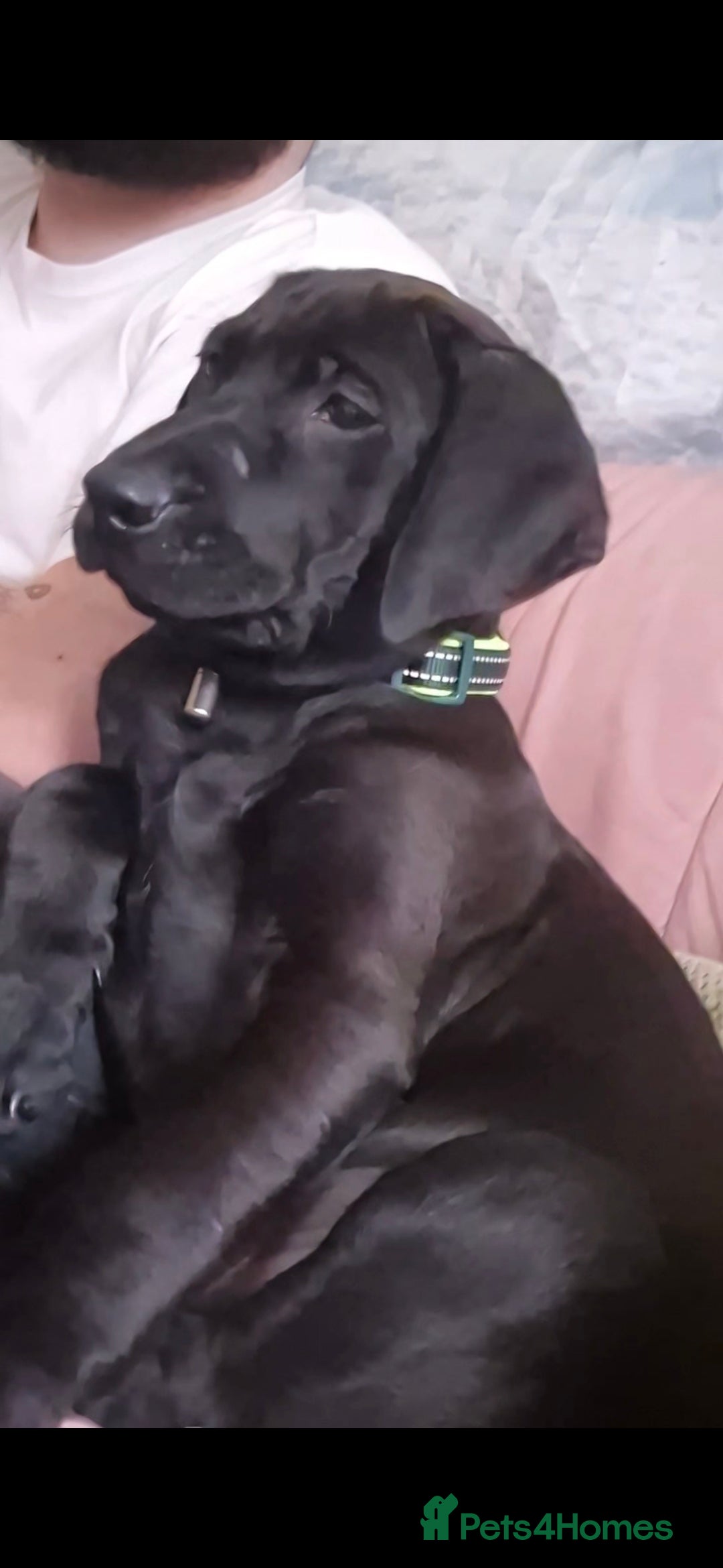 Mixed Breed dogs Axel lab mix - Advert 1