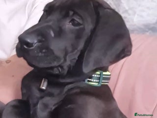 Mixed Breed dogs Axel lab mix - Advert 1