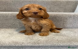 Cockapoo dogs for sale: Cockapoo puppies ready now  - Image 14