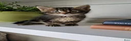 Maine Coon cats for sale: My maincoon Luna has had 7 beautiful kittens - Advert 3