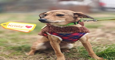 Mixed Breed dogs 💖🐶 KRISTY 🐶💖 - Advert 1