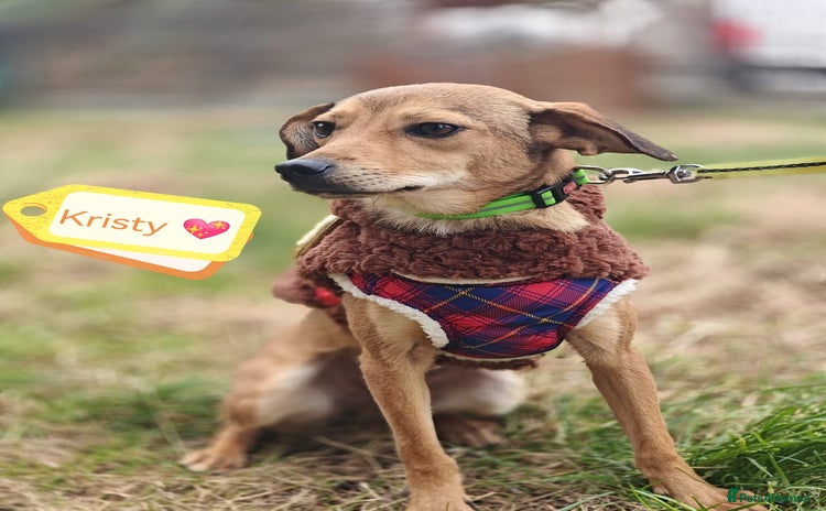 Mixed Breed dogs - Advert 2