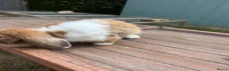 Mini Lop rabbits for sale: Beautiful friendly male mini lop - pet or breeding - Advert 3