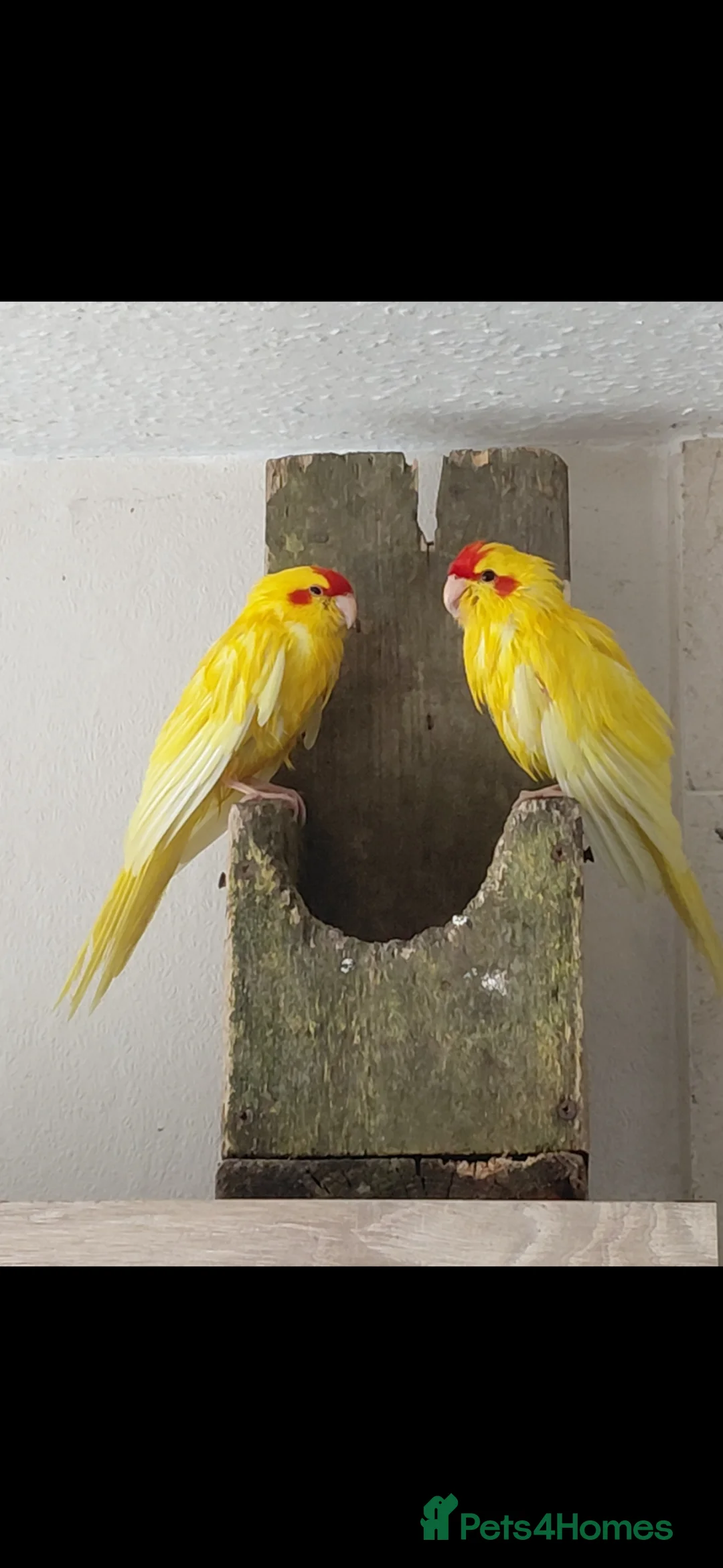Parakeets birds for sale: Hand reared Kakarikis for sale - Advert 2