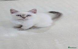 British Shorthair cats for sale: 🐾 Gorgeous British Shorthair Kittens 🐾 Pointed! - Image 9