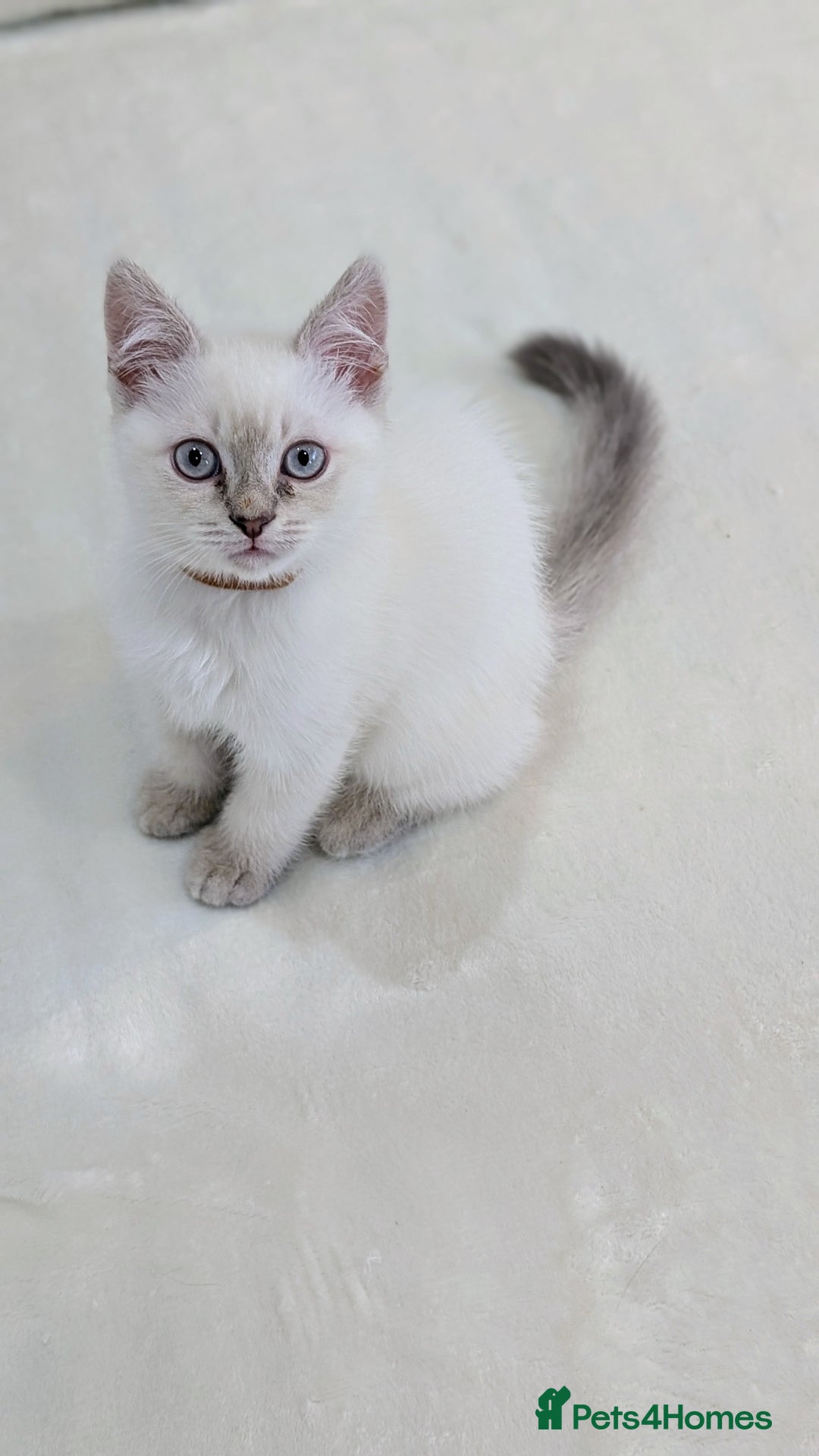 British Shorthair cats for sale: 🐾 Gorgeous British Shorthair Kittens 🐾 Pointed! - Image 9