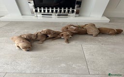 Cockapoo dogs for sale: 8 beautiful F1 cockapoo puppies - Image 2