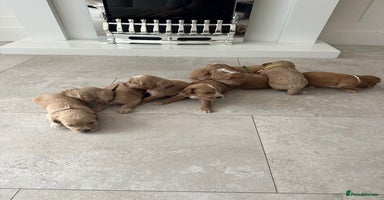 Cockapoo dogs - Advert 1