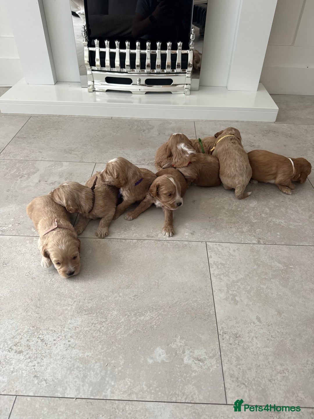 Cockapoo dogs for sale: 8 beautiful F1 cockapoo puppies - Image 2