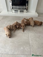 Cockapoo dogs - Advert 14