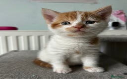 British Shorthair cats for sale: Chunky Kittens half BSH  - Image 5