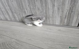British Shorthair cats for sale: British shorthair x Scottish fold - Image 1