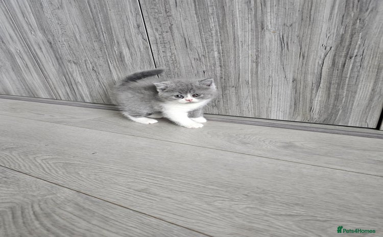 British Shorthair cats - Advert 13