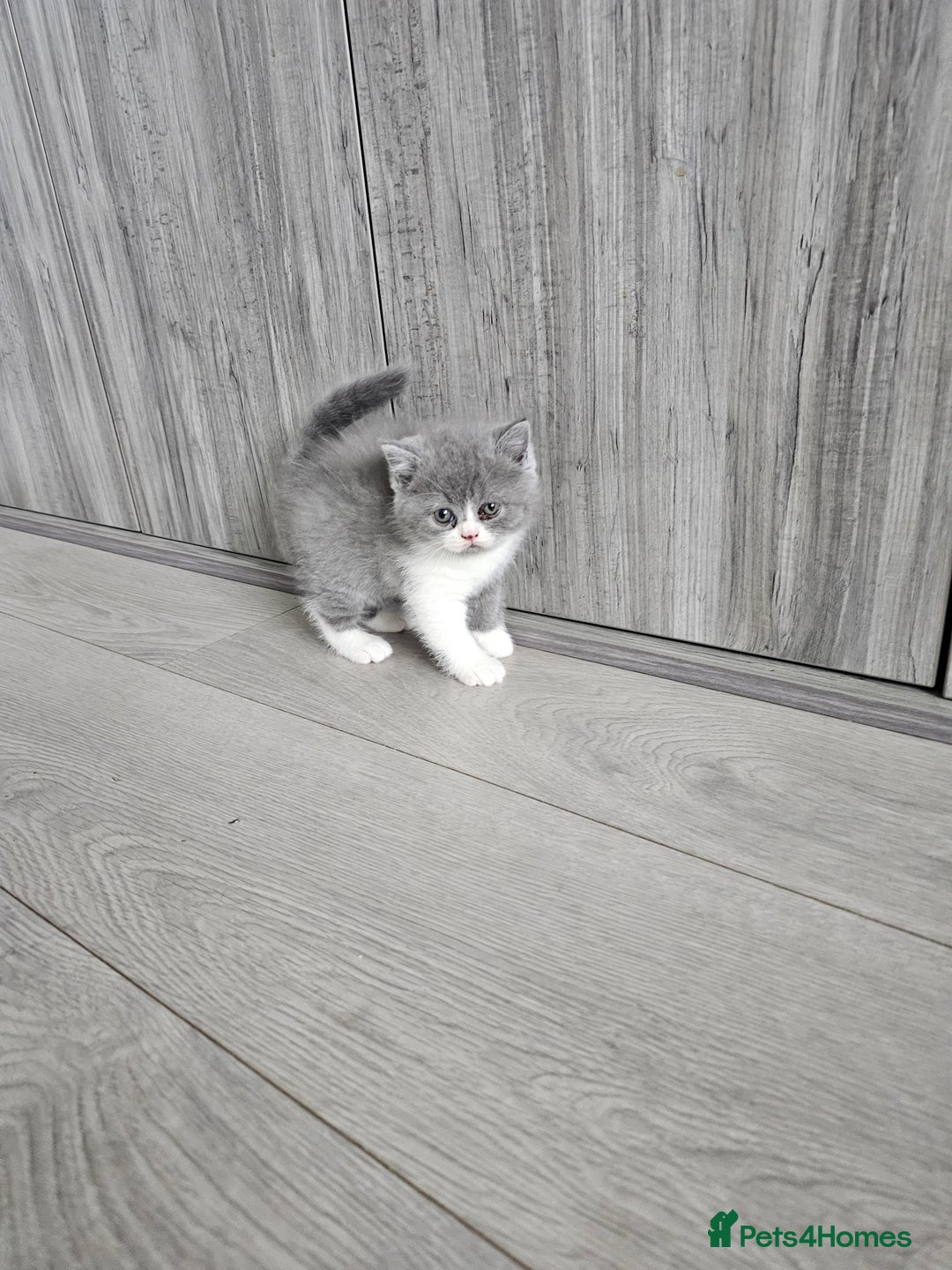 British Shorthair cats for sale: British shorthair x Scottish fold - Image 1