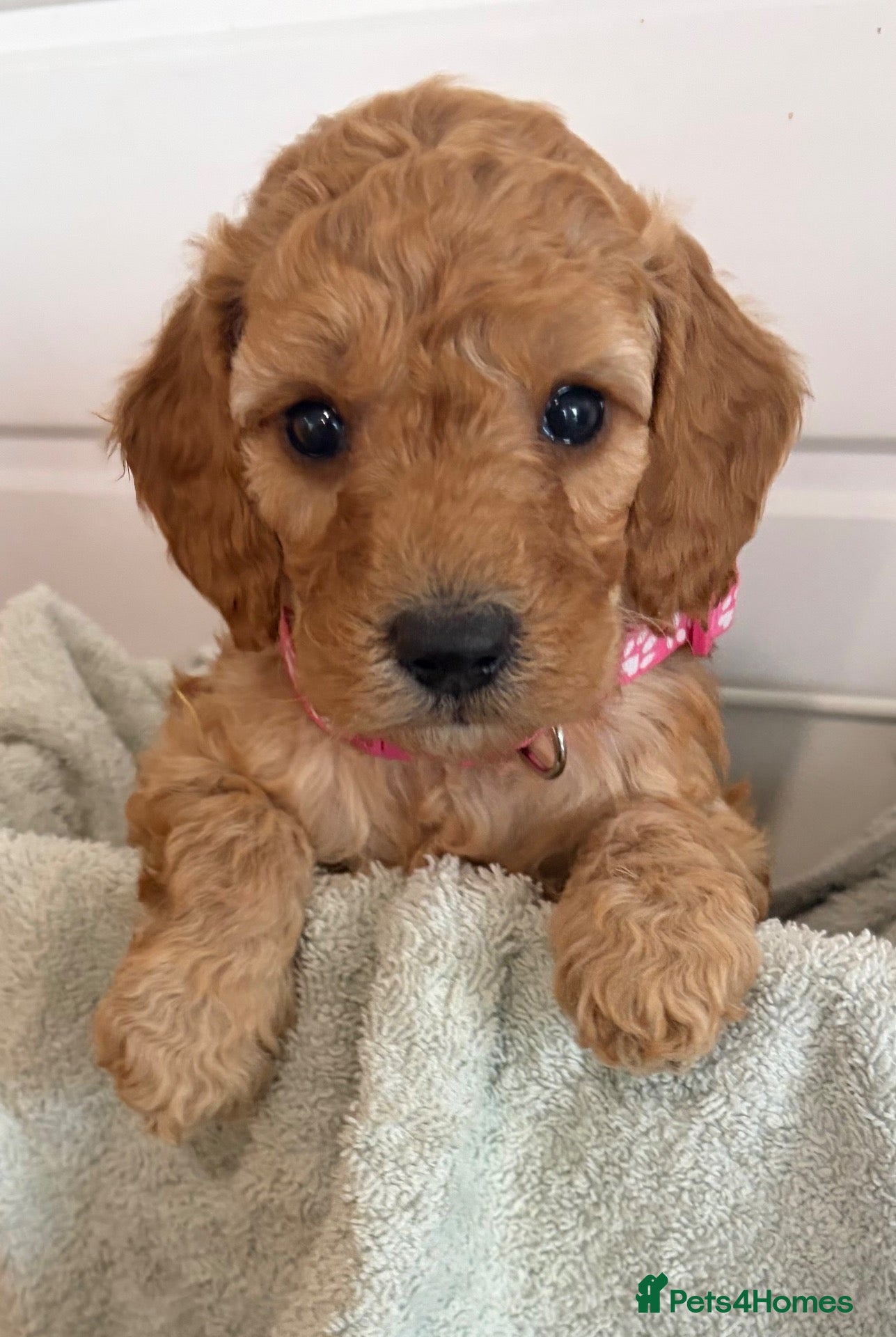 Cockapoo dogs Health tested girls red very curly F1b  cockapoo  - Advert 8