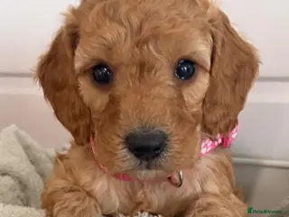 Cockapoo dogs Beautiful Health tested very curly F1b cockapoo - Advert 1