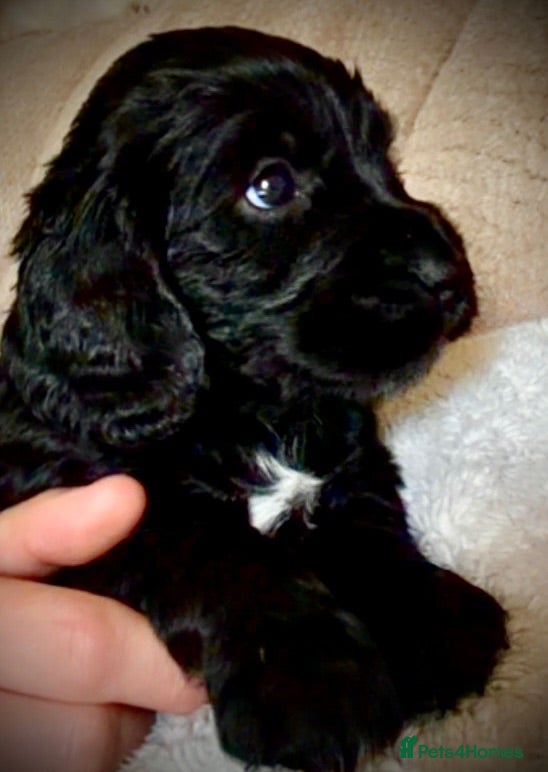 Cocker Spaniel dogs Cocker Spaniel Puppies - Advert 2