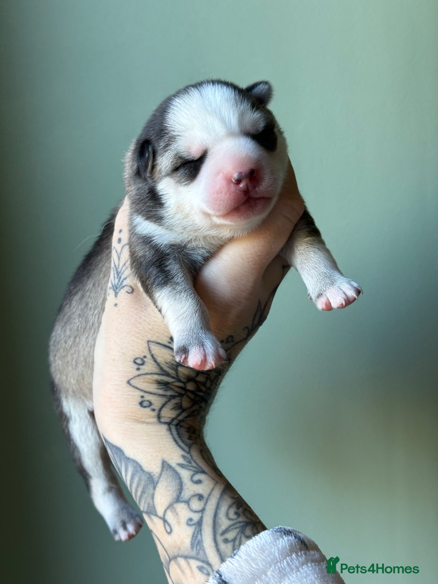 Pomsky dogs F4 Pomsky Puppies  - Advert 2