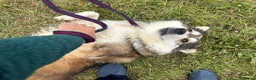 Mixed Breed dogs for adoption: Lyric - Norwich Norfolk  - Advert 8