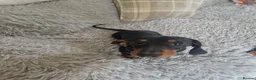 Dachshund dogs for sale: 2 REMAINING KC standard dachshunds - Advert 4