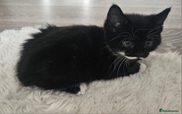 Mixed Breed cats for sale: Beautiful friendly kitties 💖 ready for homes 💕 - Image 39