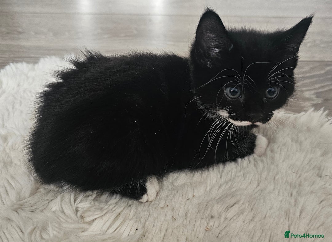 Mixed Breed cats for sale: Beautiful friendly kitties 💖 ready for homes 💕 - Image 39