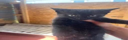 Mixed Breed cats for sale: Kittens for sale  - Advert 6